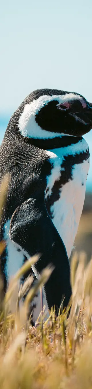 Besuche die Brutstätten der Magellan-Pinguine